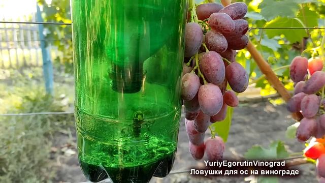 ? Как бороться с осами и шершнями на винограде. Эта ПРИМАНКА привлекает ос лучше, чем сам виноград. смотреть онлайн