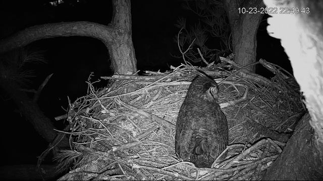 Great Horned Owl, Hilton Head,SC eagle nest . смотреть онлайн