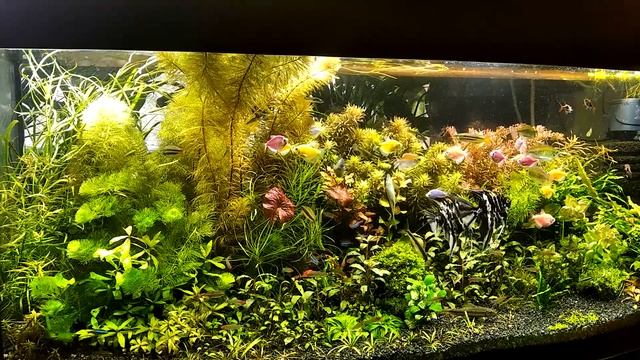 "Сайдекс" - глутаровый альдегид в аквариуме. Средство для борьбы с водорослями + СО2. смотреть онлайн