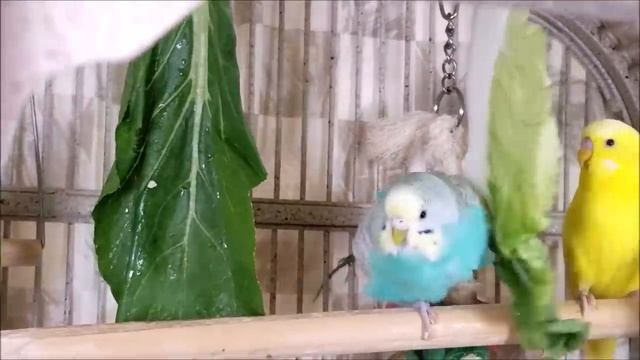 3.5 Hr Help Quiet Parakeets Sing by Playing This, Budgies Chirping. Help Depressed lonely sad Birds смотреть онлайн