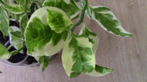 Спасаю педилантус.