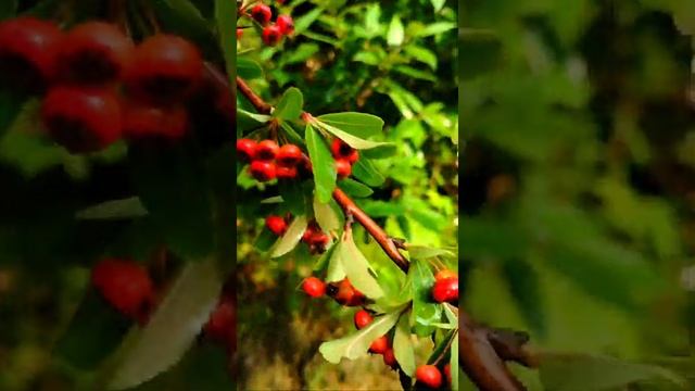 #Pyracantha red #Berries Poisonous? natural beauty nature #shorts shorts смотреть онлайн