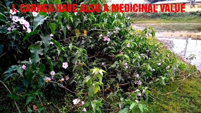 IPOMOEA CARNEA, THE PINK MORNING GLORY, PINK FLOWER PLANT, STEM OF I. CARNEA USING TO MAKE PAPER смотреть онлайн