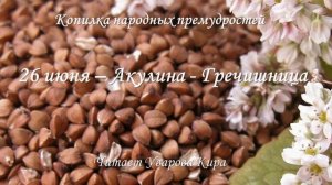 Акулина Гречишница.