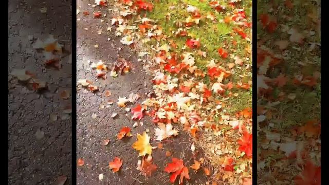 Яркая красочная осень и прекрасная классическая музыка.mp4 смотреть онлайн