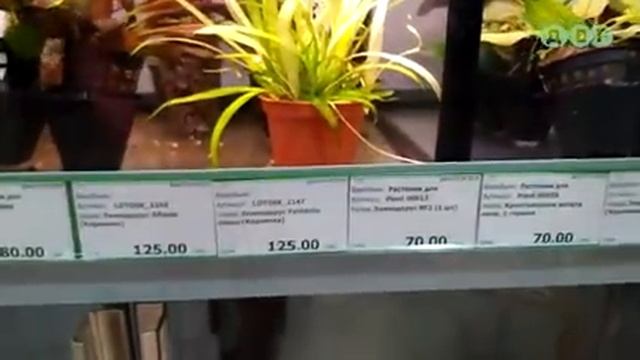 ИДУ В ЗООМАГАЗИН! Посмотрим что и по чем продают в MASTER ZOO Харьков!