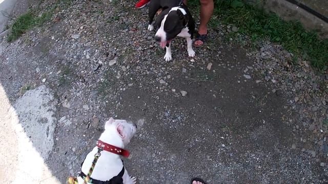 В гостях у Степана( Амстаффы DS)! Знакомство с Ашотом( Pitbull Time)! смотреть онлайн