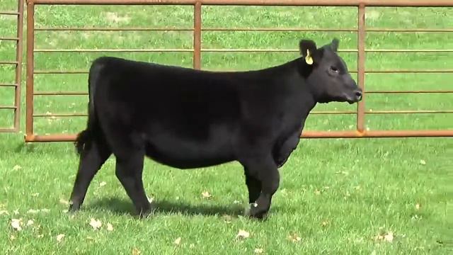 Boesl angus heifer смотреть онлайн