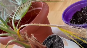 ВАШИНГТОНИЯ РОБУСТА. ПЕРЕСАДКА ВЗРОЛОГО РАСТЕНИЯ. ВИДЕО №4