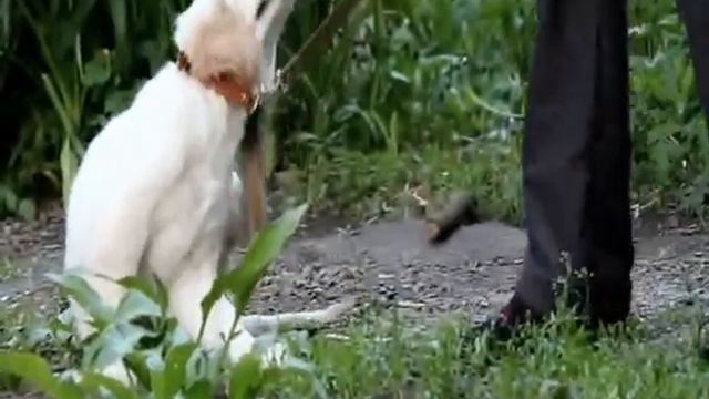 Золотистый ретривер .Golden Retriever Miya zolotoy angel смотреть онлайн