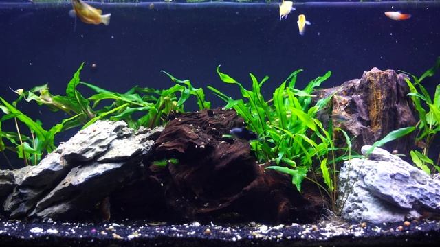 All You Need to Know About Platy Fish! Platy Care and Breeding смотреть онлайн