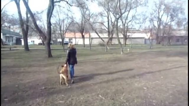 Бельгийская овчарка малинуа Adrenalin Daers (послушание) 6 месяцев смотреть онлайн