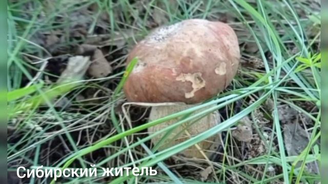 БЕЛЫЙ ГРИБ - описание, как растёт!