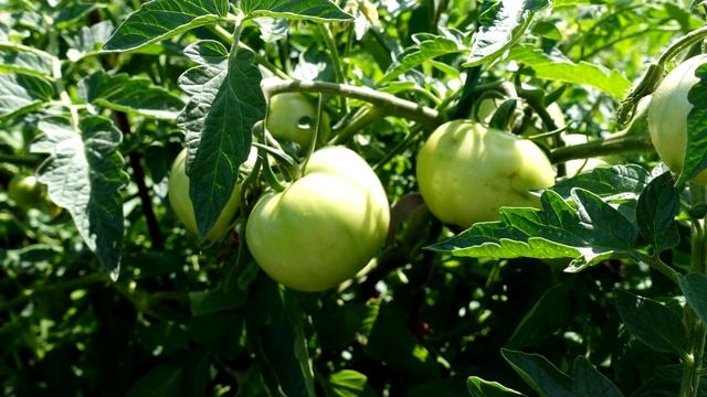 ПОМИДОР БУДЕТ МНОГО! ЖАЛЬ ЧТО РАНЬШЕ НЕ ЗНАЛА! ТОМАТЫ ВМИГ ЗАПЛОДОНОСЯТ! Подкормка для помидор! смотреть онлайн