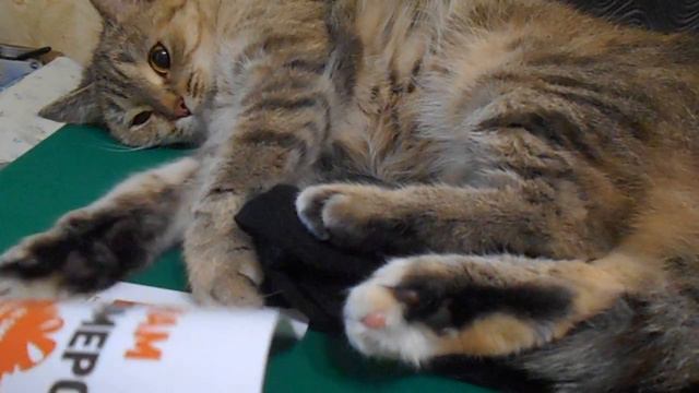 Кошка Ромашка отвергает рекламу!))