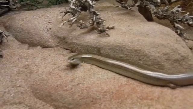 Morocco cylindrical skink (Chalcides mionecton trifasciatus) buries itself in sand смотреть онлайн