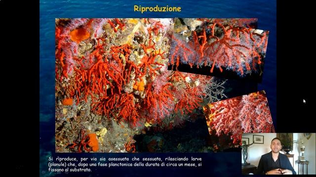 Andrea Santo - Il corallo rosso смотреть онлайн