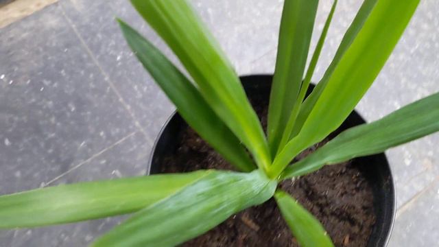Yucca plant propagation. смотреть онлайн