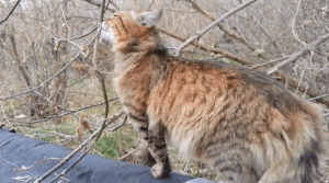 Кошачьи сказки