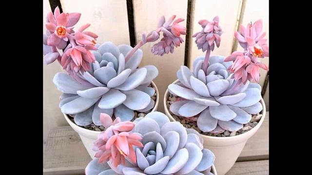 Эхеверия Суккулент посадка и уход в домашних условиях.Виды Эхеверии. смотреть онлайн