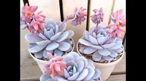 Эхеверия Суккулент посадка и уход в домашних условиях.Виды Эхеверии.