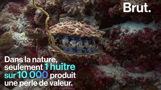 Comment les huîtres forment-elles des perles ? смотреть онлайн