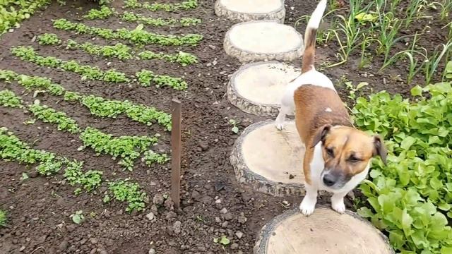 Нашествие тли на розах! Газон восстанавливается смотреть онлайн