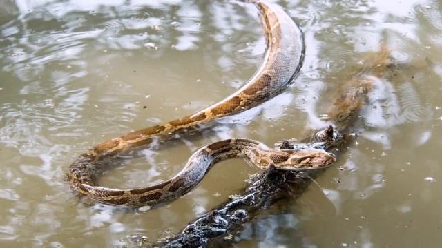 Тигровый питон (лат. Python molurus) смотреть онлайн