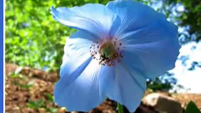 2.СИНИЕ МОИ ЦВЕТЫ.wmv смотреть онлайн