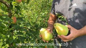 ГРУША сорт РУССКАЯ КРАСАВИЦА. Лучший сорт груши до ПРОСТО МАРИИ)