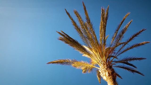 Free No Copyright Video Palm Tree смотреть онлайн