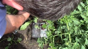 Агрус(крыжовник)чёрная капля на 15.07.17г.первое плодоношение,посадка прошлой весной