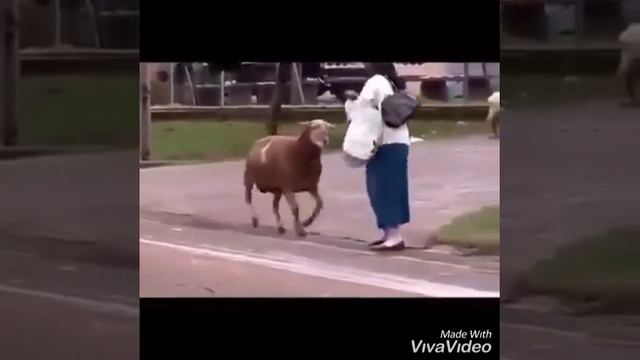 Yangi Pitikol 2019 Teligram