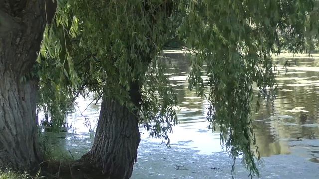 Іван Момот - Родина (cover Дмитро та Назарій Яремчуки) смотреть онлайн