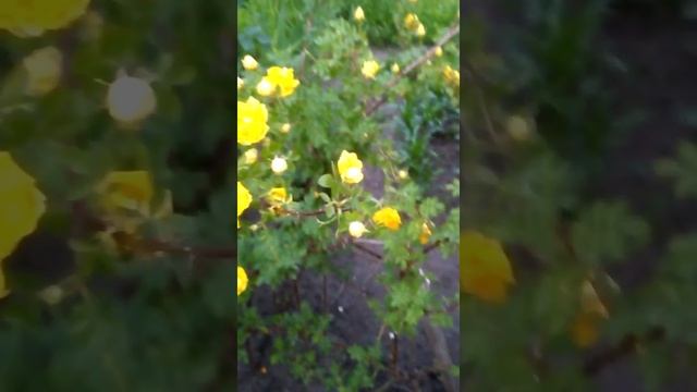 Желтая роза - Yellow roses смотреть онлайн