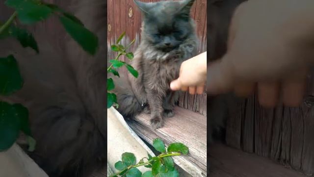 Кошка пушистая, голодная и ласковая/nise fluffy cat смотреть онлайн