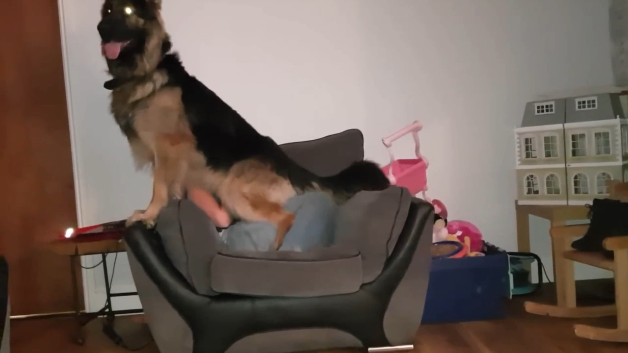 Овчарка села на хозяйку смотреть онлайн