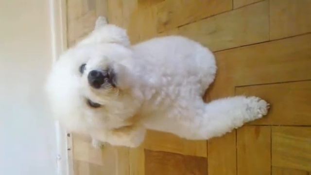 Esse só falta falar!! смотреть онлайн