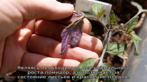 Почему у рассады помидор фиолетовые листья снизу