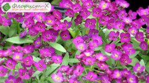 ?Обрезка алиссума, болезни и вредители растения