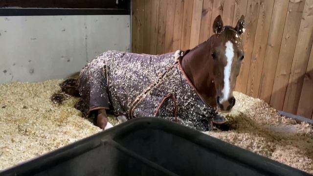 Ремонт на конюшне. Новые денники. Как сделать соус/подливу к макаронам? Рецепт смотреть онлайн