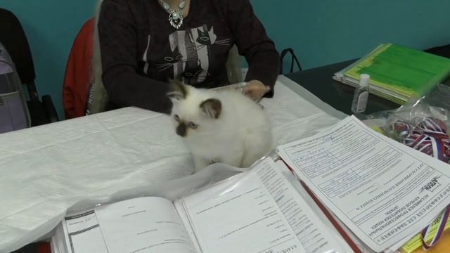 Разведение породистых кошек по шагам. смотреть онлайн