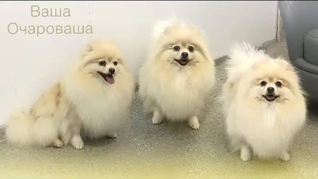 Умка Бренд шпиц. смотреть онлайн