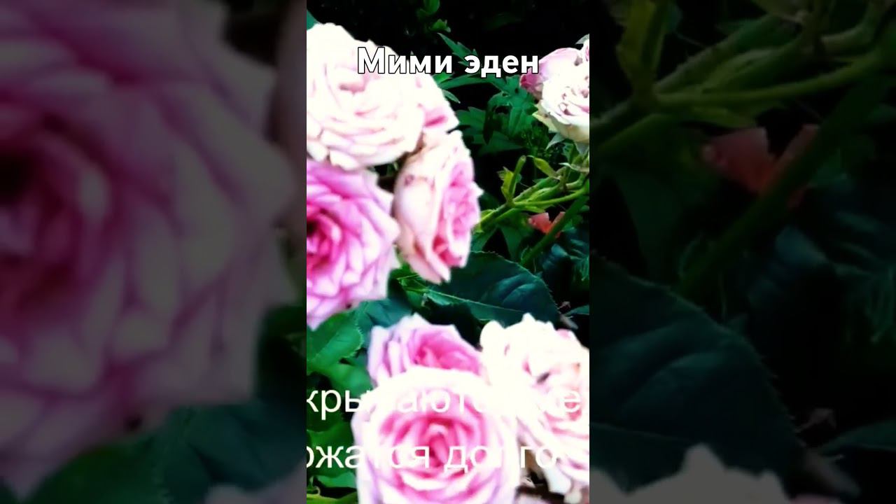 мими эден смотреть онлайн