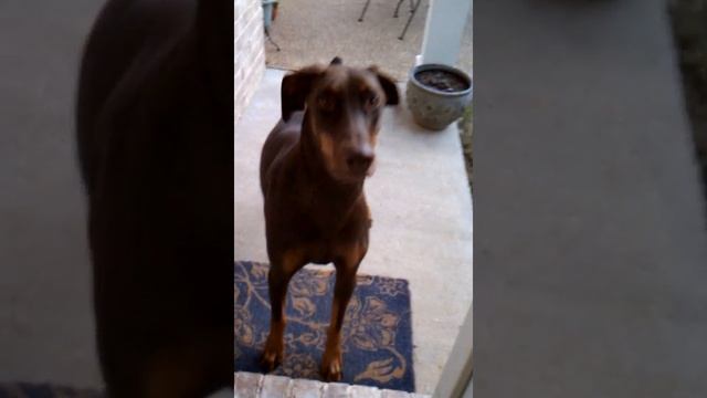 Foxy wanting to 'go git em' смотреть онлайн