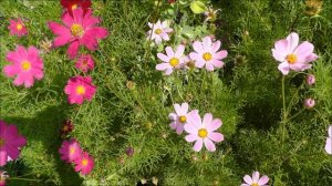 Многолетние цветы для дачи. Мои цветы. Какие цветы посадить на даче, чтобы цвели всё лето по очеред