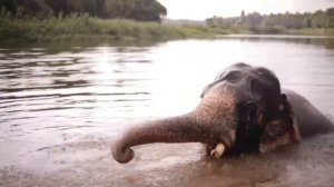 СЛОН В ДЕЛЕ. Интересные факты о слонах.