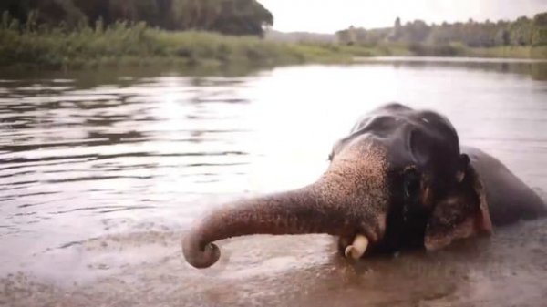 СЛОН В ДЕЛЕ. Интересные факты о слонах.