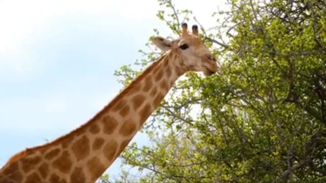 Учим Животных на английском Корова Динозавр Лошадь Слон Свинья Развивающие Мультики для детей смотреть онлайн