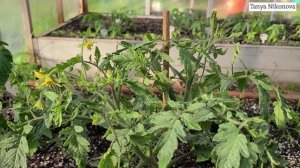 Очень ПОДРОБНО. Формирование куста томата в ДВА СТЕБЛЯ. Что такое ПАСЫНКИ.